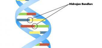 DNA Nedir?