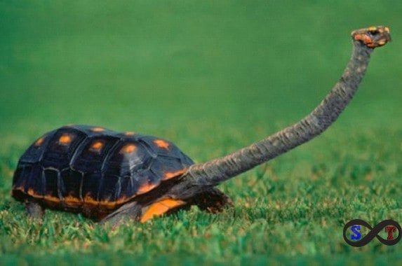 Avustralya Yılan Boyunlu Kaplumbağası