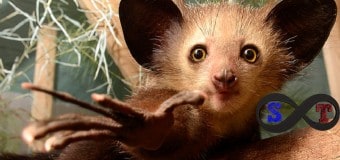 Dünyanın En İlginç Görünümlü Hayvanları