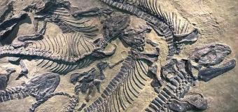 Fosil Nedir, Nasıl Oluşur ve Fosil Yakıtları Nelerdir?