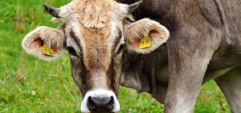 Küpe Sorgulama Ne İşe Yarar?