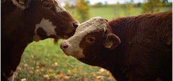 Şap Hastalığı Nedir? Şap Hastalığı İnsanlara Bulaşma Riski