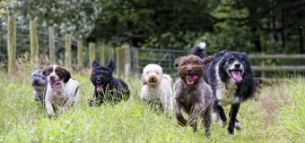 Az Tüy Döken Köpekler ve Köpeklerde Tüy Dökümü