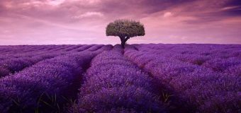 Lavanta Bakımı Nasıl Yapılır, Lavanda Türleri Nelerdir?